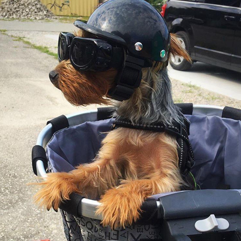 Pet Helmets Dog Cat Bicycle Mo - Motorcycle Gear Dogs ulasan dan harga