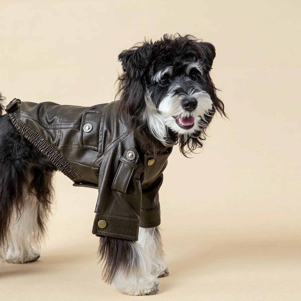 Autumn PU Leather Dog Jacket B - Motorcycle Gear Dogs ulasan dan harga